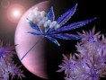 /album/fotogaleria/antiganja-1-jpg/